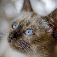 Котенок с голубыми глазами :: Денис Полушин Котенок с голубыми глазами :: Денис Полушин