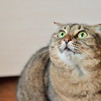*** :: Владислав Левашов