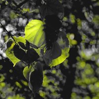 Майская природа. :: Михаил К