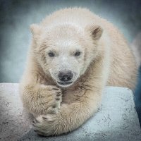 УМКА :: Аркадий Лаптенко
