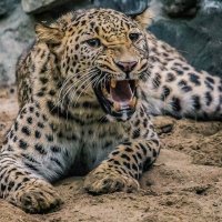персидский леопард :: Аркадий Лаптенко
