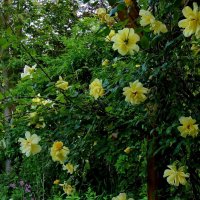 лепестки роз :: Heinz Thorns
