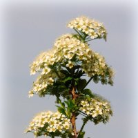 Веточка весны. :: nadyasilyuk Вознюк