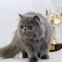... :: Светлана Ищенко