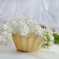 *** :: Надежда Куркина 