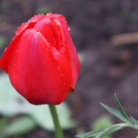 После дождя :: Любовь Сахарова
