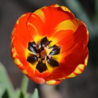 Сердце тюльпана :: Татьяна Лютаева Сердце тюльпана :: Татьяна Лютаева