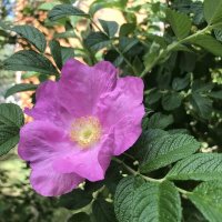 Шиповник :: Елена Семигина