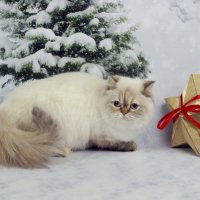 ... :: Светлана Ищенко