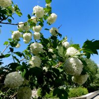 Калина Бульденеж :: Наиля Калина Бульденеж :: Наиля