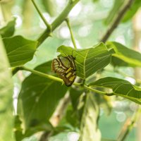 Nature of Panama :: Анастасия Фотографовна