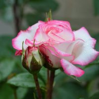 Весенний дождик нежно купает розы... :: Надежда Куркина Весенний дождик нежно купает розы... :: Надежда Куркина