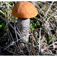 Лесной красавец. :: Михаил К
