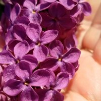 Гроздь сирени :: светлана льдокова