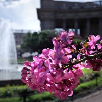 сирень у Казанского собора :: ВЛАДИМИР 