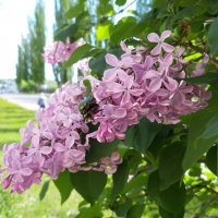 сирень :: Венера Чуйкова сирень :: Венера Чуйкова