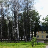 Берёзки. :: Василий Палий