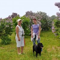 В сиреневом саду :: Liudmila LLF