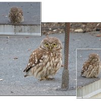 Гость на крыше :: Сеня Белгородский