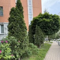 "Еще не запылённая, зелёная листва" :: Ирэн 