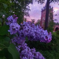 Сирень :: Сапсан 