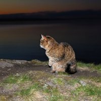 Любуется закатом :: Галина Ильясова