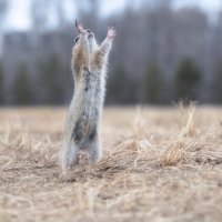 Суслик :: Марина Фомина. Суслик :: Марина Фомина.
