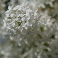 Нежность весны :: Наталия Григорьева