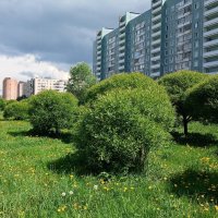 Месяц май :: Наталья Герасимова