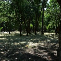 Феодосия. Комсомольский парк в летний полдень. :: Пётр Чернега Феодосия. Комсомольский парк в летний полдень. :: Пётр Чернега