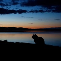 Силуэт на фоне заката :: Галина Ильясова Силуэт на фоне заката :: Галина Ильясова