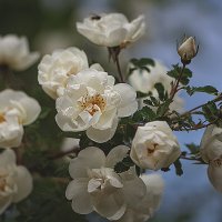 Майский калейдоскоп :: Svetlana Galvez Майский калейдоскоп :: Svetlana Galvez