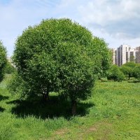 Месяц май :: Наталья Герасимова Месяц май :: Наталья Герасимова