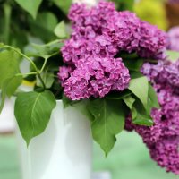 Сирень, выставка :: ZNatasha -