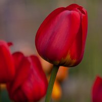 ФОТОЗАРИСОВКА. :: Владимир Железнов ФОТОЗАРИСОВКА. :: Владимир Железнов