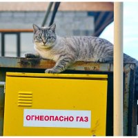 Кот предупреждает.. :: Михаил К