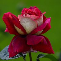 роза :: Laryan1 роза :: Laryan1