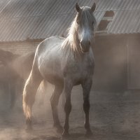 На старой конюшне :: Марина Фомина.