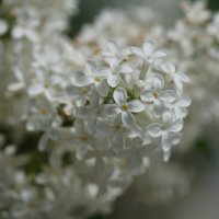 Сирень :: Наталия Григорьева