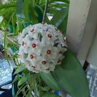 Цветы на радость нам даны :: Галина Минчук Цветы на радость нам даны :: Галина Минчук