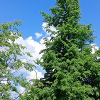 деревья  небо голубое  облака :: Владимир 