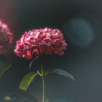 Сезон гортензий :: Дмитрий Сезон гортензий :: Дмитрий