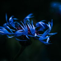 Синее пламя :: Игорь Шевченко