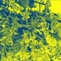 Май... :: Нина Бутко