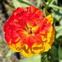 Махровый тюльпан :: Елена Сухорученкова Махровый тюльпан :: Елена Сухорученкова