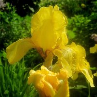 С первым днем лета :: Елена Семигина