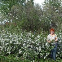 Моя яблонька :: Галина Нестратова