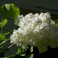 *** :: Геннадий Порохов