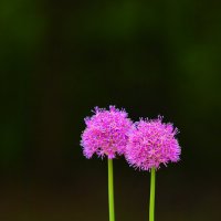 ... :: Владимир иванов ... :: Владимир иванов