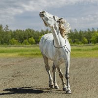 Конь :: SanSan 